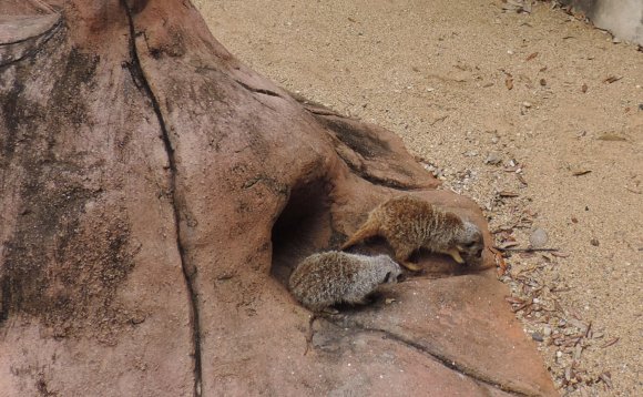 meerkats2