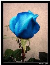 bluerose
