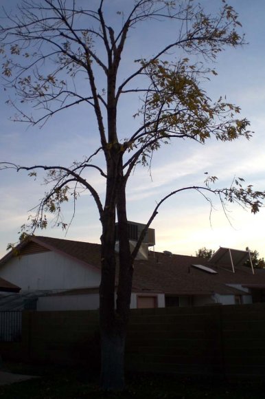 poor tree