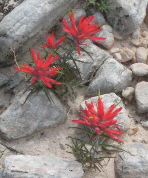 meteor paintbrush