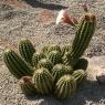 cactus flowers