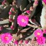 cactus flowers