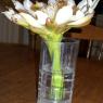 catcus flower