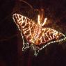 zoolights