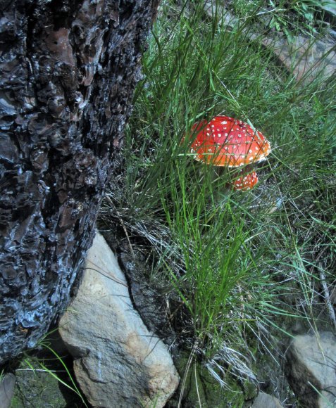 25 mushrooms