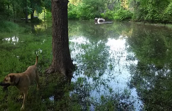 25 flood shooting