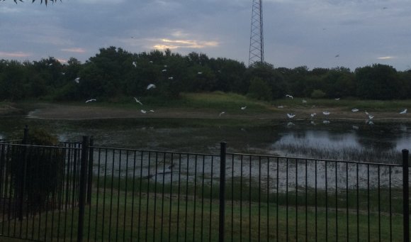 10 egrets