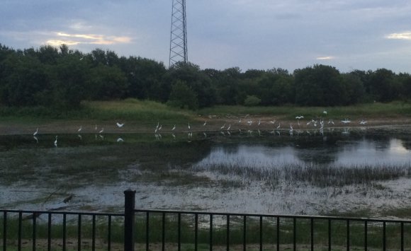 11 egrets