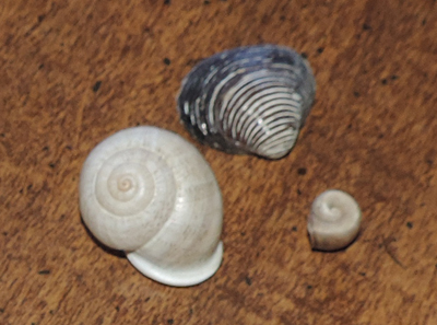 05 shells