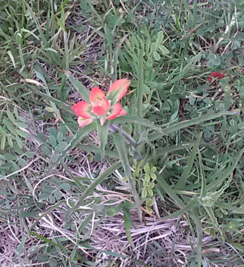 20 indian paintbrush