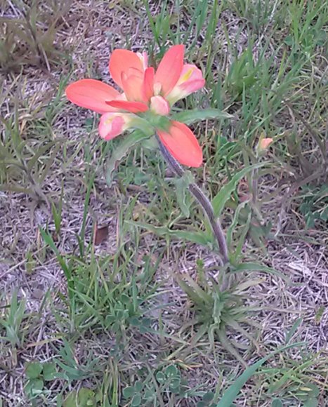 21 indian paintbrush