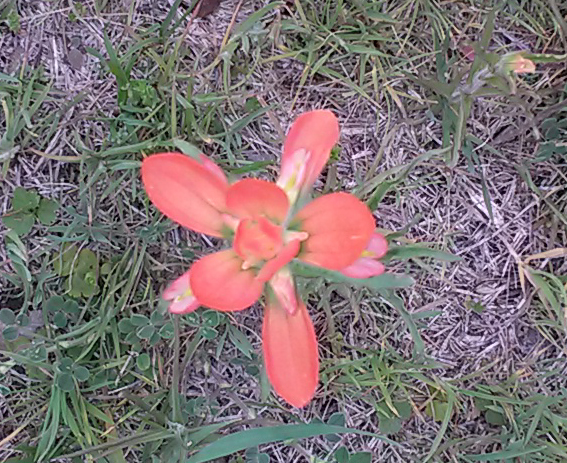 22 indian paintbrush