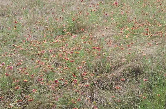 47 indian paintbrush