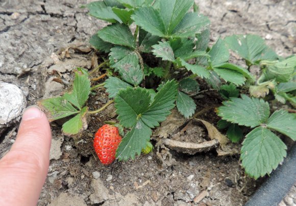 41 strawberry scale