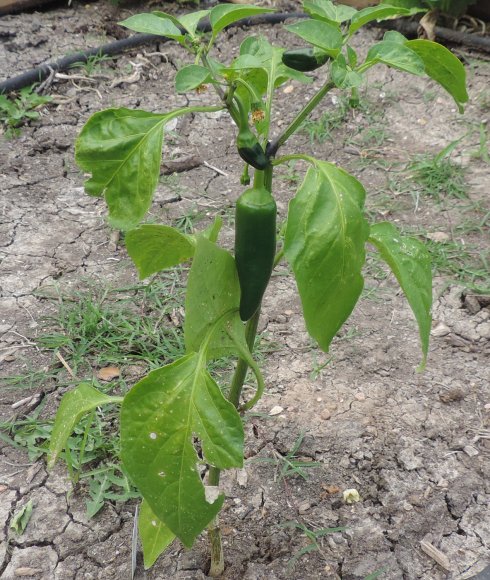 43 jalapeno