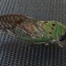 07 cicada