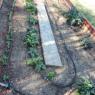 03 garden