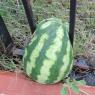 09 garden