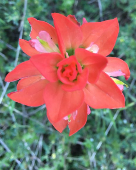 07 indian paintbrush