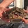 05 turtle
