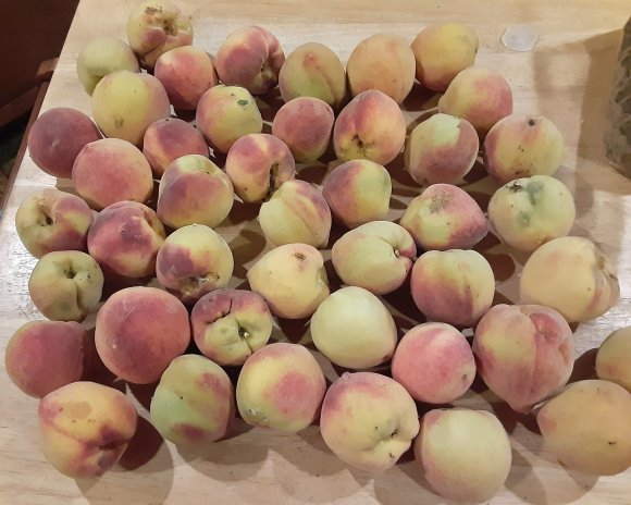 58 peaches