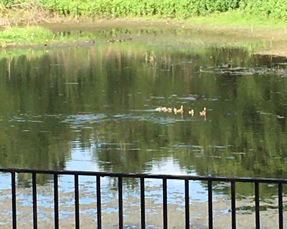 71 ducklings