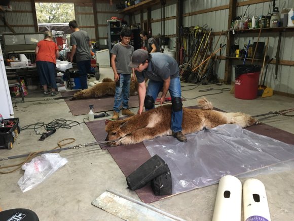 llama shearing