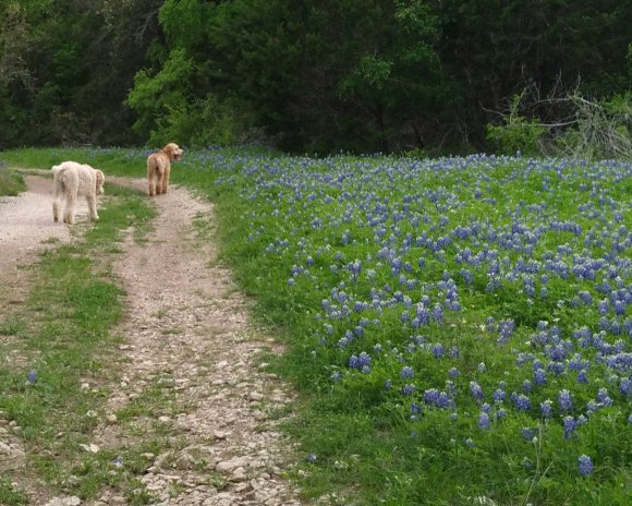 bluebonnets