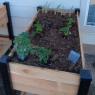02 raised beds