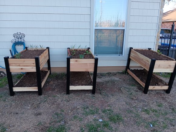 raised beds