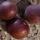 25 plums