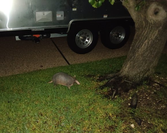 70 armadillo