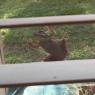 112 frog