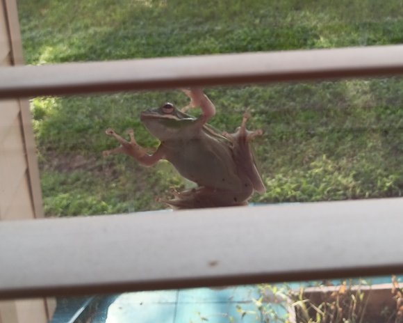 112 frog