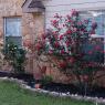 59 roses