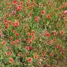 66 indian blanket