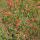 66 indian blanket
