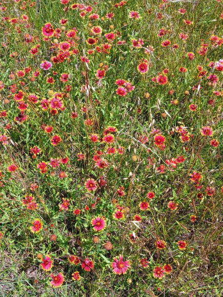 66 indian blanket