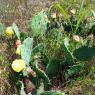 66 prickly pear