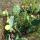 66 prickly pear