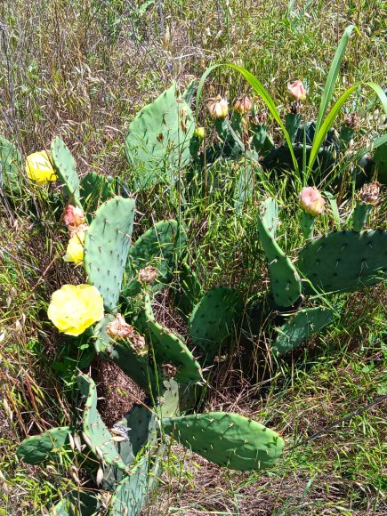 66 prickly pear