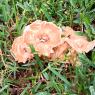 86 mushroom in front yard