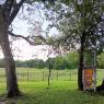 87 new tree