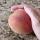 95 peach
