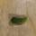 99 cucumber