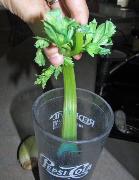 55 celery