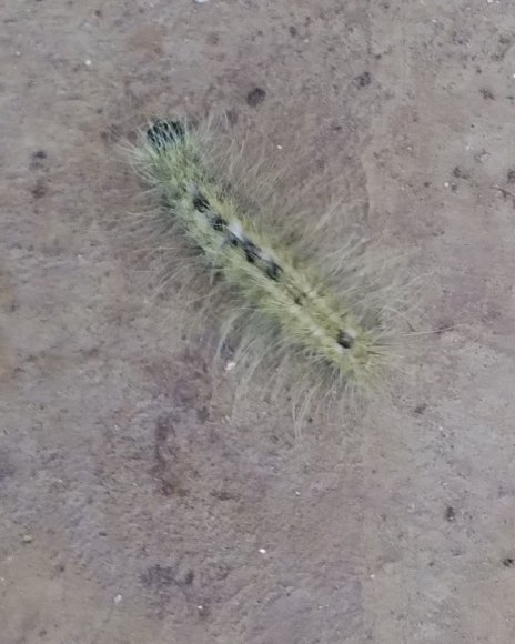 caterpillar