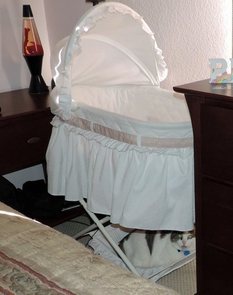 02 21 gandalf in bassinet