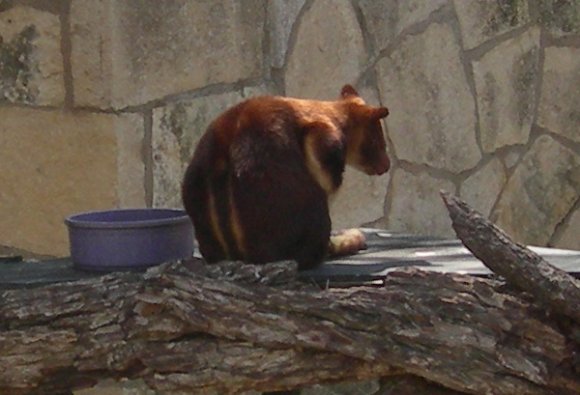 24 tree kangaroo