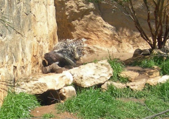 25 porcupine